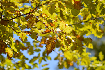 autumn oak tree leaves in the forest