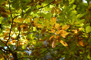 autumn oak tree leaves in the forest