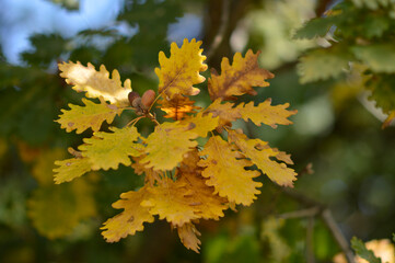 autumn oak tree leaves in the forest