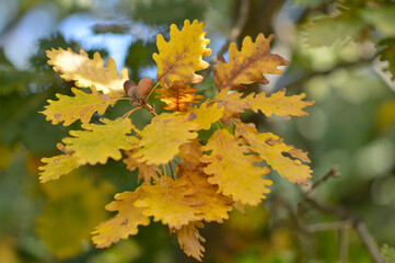 autumn oak tree leaves in the forest
