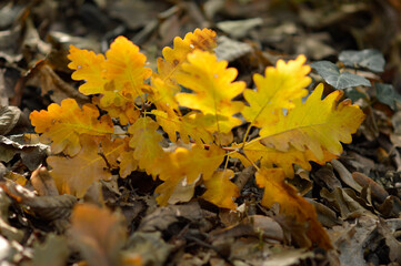 autumn oak tree leaves in the forest