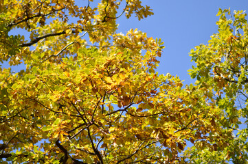 autumn oak tree leaves in the forest