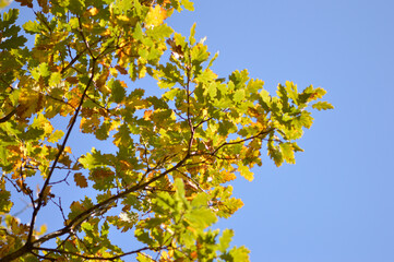 autumn oak tree leaves in the forest