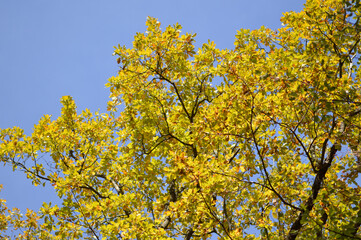 autumn oak tree leaves in the forest