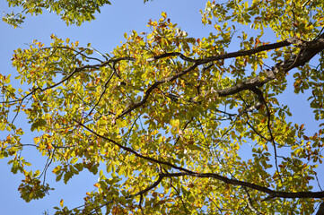 Fototapeta premium autumn oak tree leaves in the forest