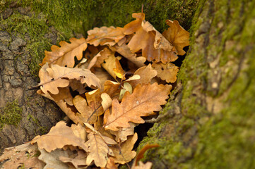 autumn oak tree leaves in the forest