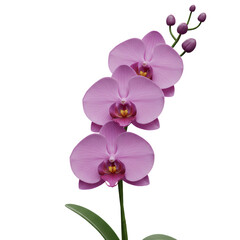 Naklejka premium Radiant Purple Orchid Bloom with Intricate Details and Transparent Background