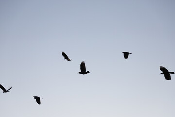 birds in flight