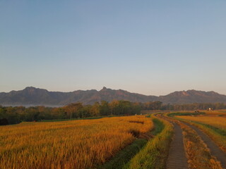 Obraz premium rice paddy field in the morning