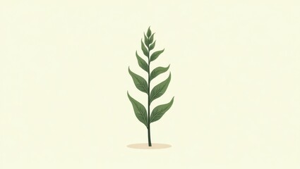 Fototapeta premium Mullein. Green plant leaves branch isolated minimalistic design backgr
