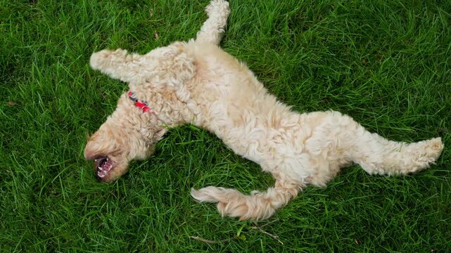 Labradoodle, Goldendoodle, or Poodle mix dog is lying on its back in green grass, possibly playfully rolling or stretching.. Close up view