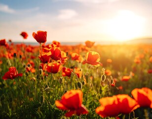 Fototapeta premium A vibrant field of poppies at sunset (1)