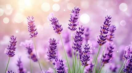 Naklejka premium Delicate Lavender Flowers in Soft Focus with Dreamy Bokeh Background