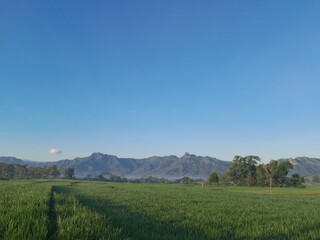 Fototapeta premium rice paddy field in the morning