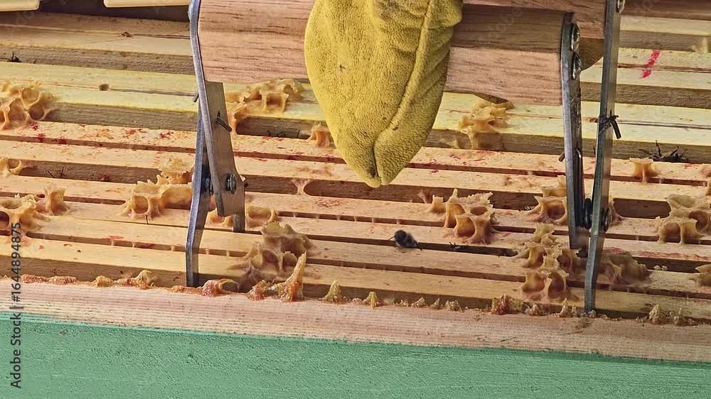Poster close-up shot of a beekeeper removing a honeycomb frame filled with bees and honey using beekeeping 
