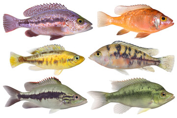Set of Colorful Tropical Fish PNG with Transparent Background – High-Resolution Exotic Aquarium and Marine Life Clipart for Creative Ocean and Underwater Design Projects

