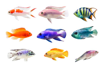 Fototapeta premium Set of Colorful Tropical Fish PNG with Transparent Background – High-Resolution Exotic Aquarium and Marine Life Clipart for Creative Ocean and Underwater Design Projects