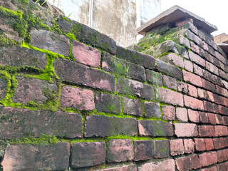 close up Brick wall covered with green moss. Old brick wall is wet and covered with thick moss. 