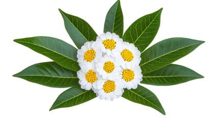 Symmetrical Floral Arrangement Seven White Flowers with Yellow Centers and Green Leaves