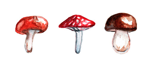 Three distinct mushrooms are artistically arranged, showcasing vibrant colors and textures. The red mushroom has white spots, while the brown mushroom features a smooth cap.