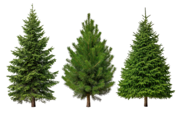 Three Green Evergreen Trees on Transparent Background