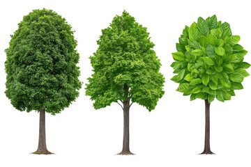 Three Green Trees Isolated on Transparent Background