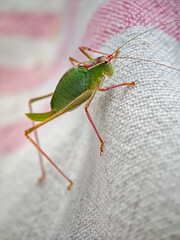 Green katydid resting on a textured fabric with pink stripes, macro shot of a vibrant insect