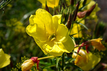 Biennial evening primrose, beautiful edible wild plant, root with a ham flavor, oenothera biennis