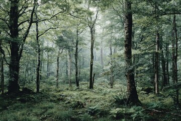 Obraz premium Lush, misty forest scene