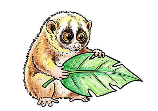 Adorable Slow Loris Illustration: Cartoon Style, Tropical Leaf, Childlike Charm, Playful Mood.