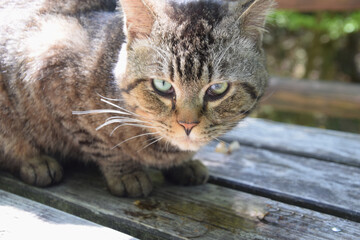 Cat's perspective / 猫の目線，ネコの視線(茶トラねこ，こげ茶，野良猫) - 正面から