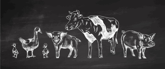 Hand drawn vintage sketch of farm animals including pigs, cow, goose and ducksin rustic engraved style on chalkboard background for agriculture design © Mariia Mazaeva