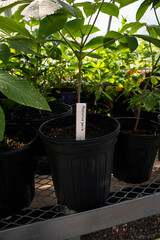 Young Aesculus pavia tree growing in a black nursery pot indoors.