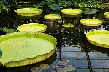 Victoria amazonica lily pads floating in a warm greenhouse pond.