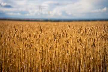 Golden wheat field under a blue sky with clouds.