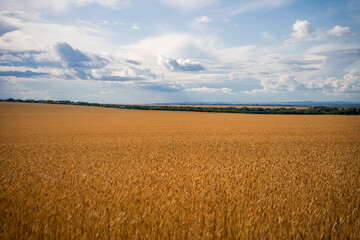 Golden wheat field under a blue sky with clouds.