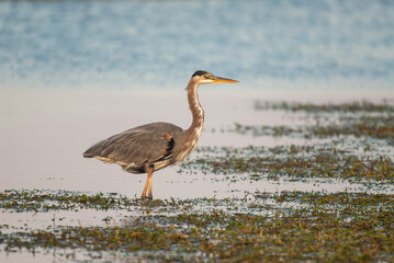 Great Blue Heron wading through brackish water in Chincoteague Bay