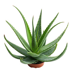 Fresh green aloe vera succulent plant stem isolated on a transparent background png