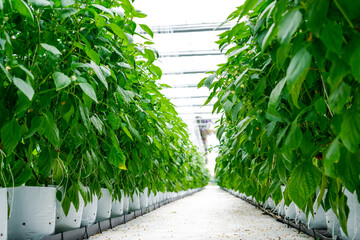 Inside a greenhouse, numerous rows of vibrant green sweet pepper plants grow. The plants are...