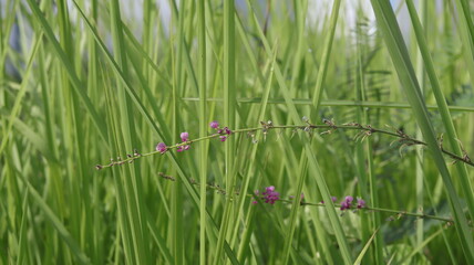 Purple wild grass flowers attached to long flower stalks, macro, blurred background