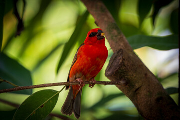 Madagaskarweber, Red Fody
