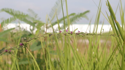 Purple wild grass flowers attached to long flower stalks, macro, blurred background