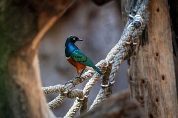 Superb starling, Dreifarben-Glanzstar