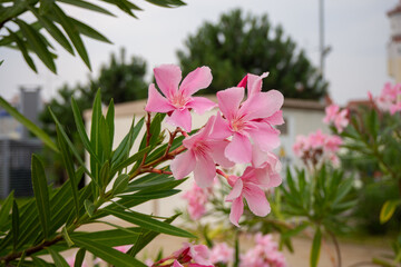 Oleander Flowers (Nerium oleander) in a Garden Setting
