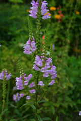 Obraz premium Physostegia virginiana / Obedient plant / False dragonhead
