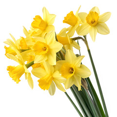 Fototapeta premium A beautiful bunch of yellow daffodil spring flowers isolated on a transparent background png