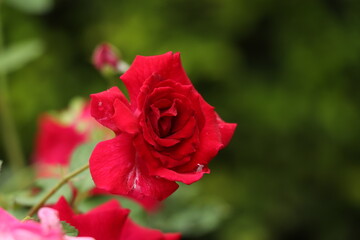 Blooming rose flower, close up view