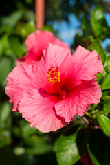 Beautiful hibiscus flower Blooming in the morning