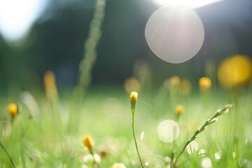 Close view of wet grass and fresh dew