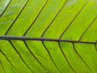 green leaf texture. gorgeous green leaves with purple stems as background. taro tree. Bottom view...